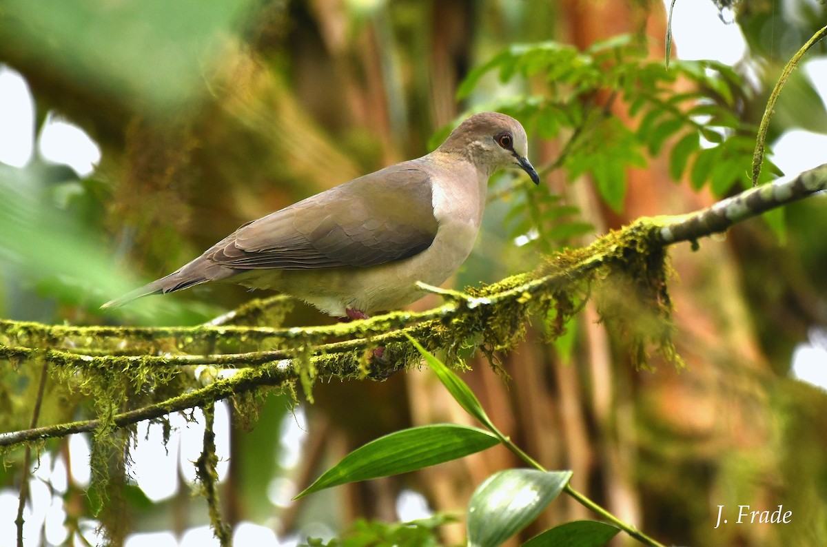 White-tipped Dove - ML405568811