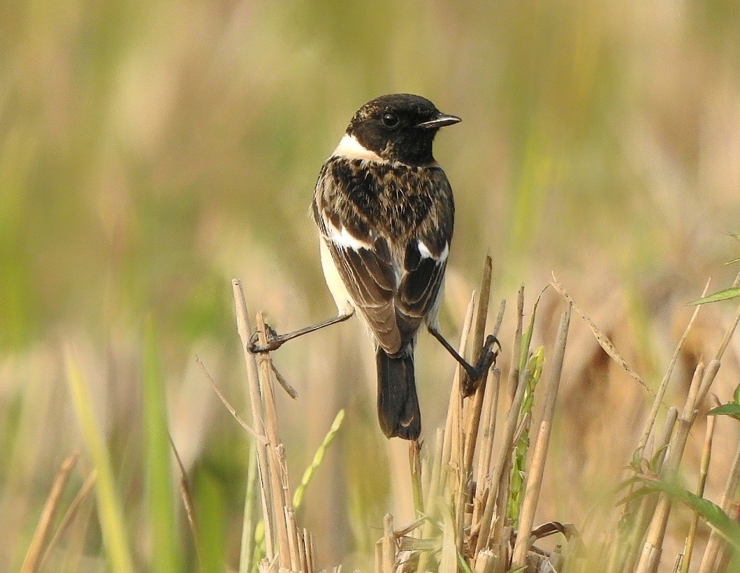 Siberian Stonechat - ML405569261