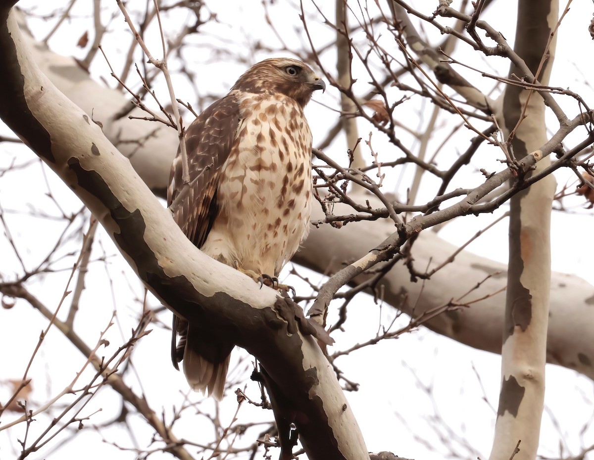 Red-shouldered Hawk - ML405570241