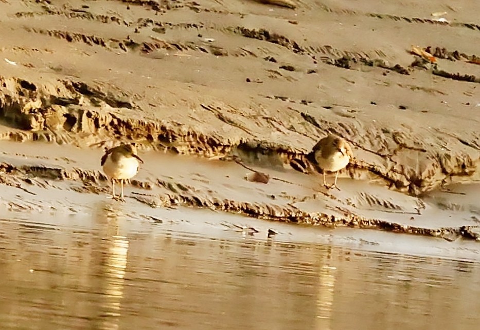 Spotted Sandpiper - ML405571051