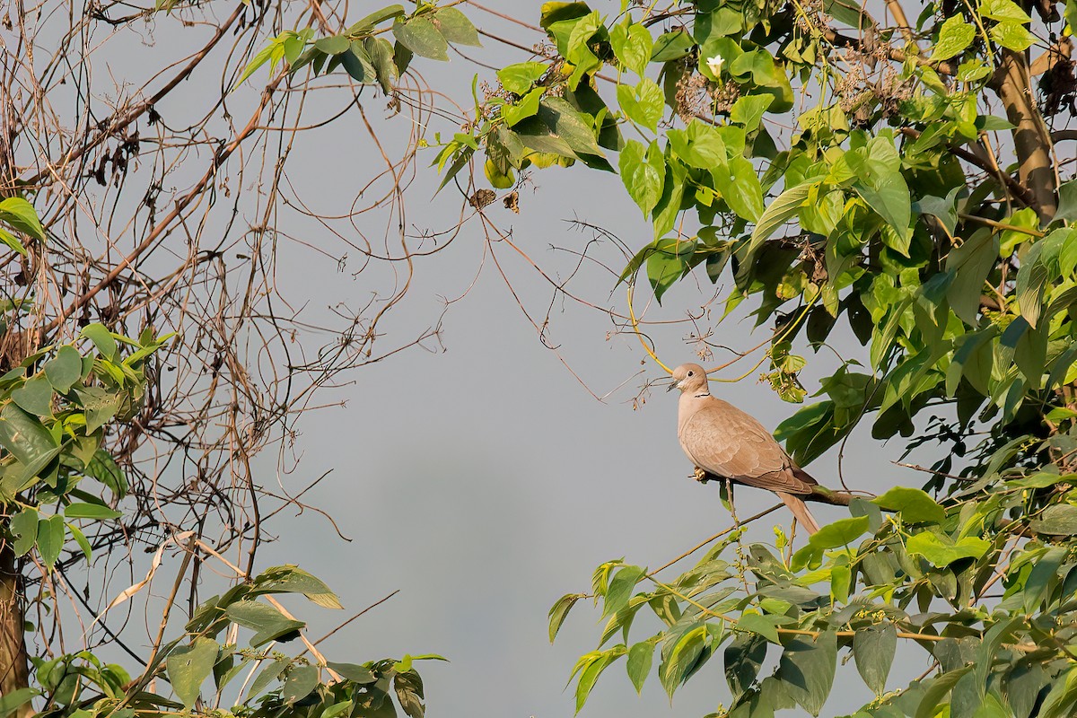 Eurasian Collared-Dove - ML405572571