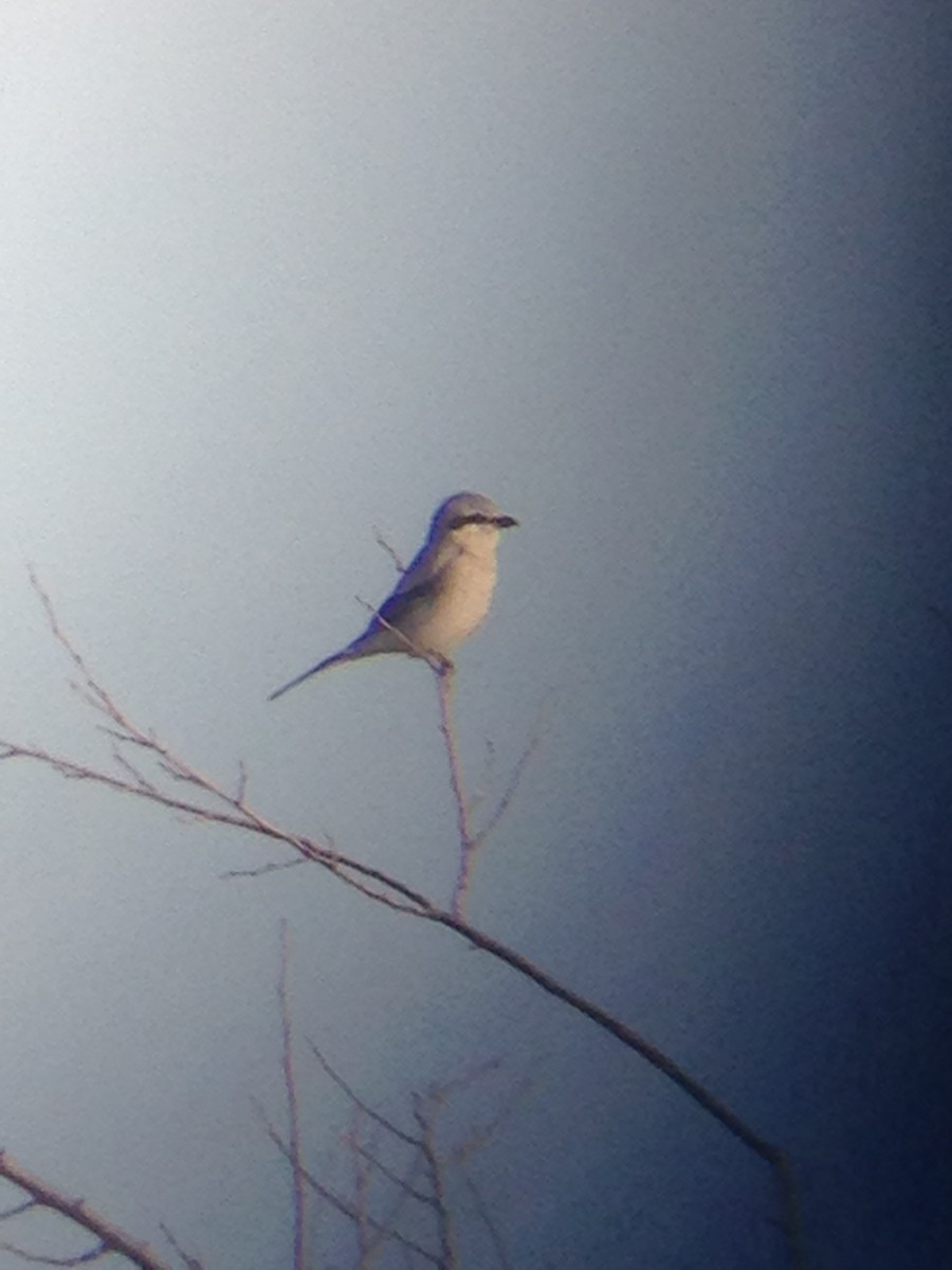 Northern Shrike - Corey Lange