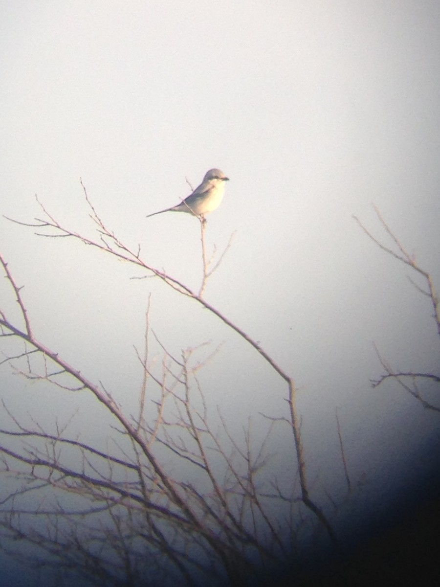 Northern Shrike - Corey Lange