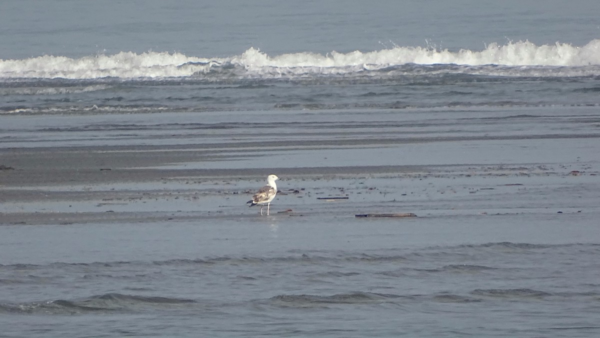 Бэсрэг цахлай - ML405572921