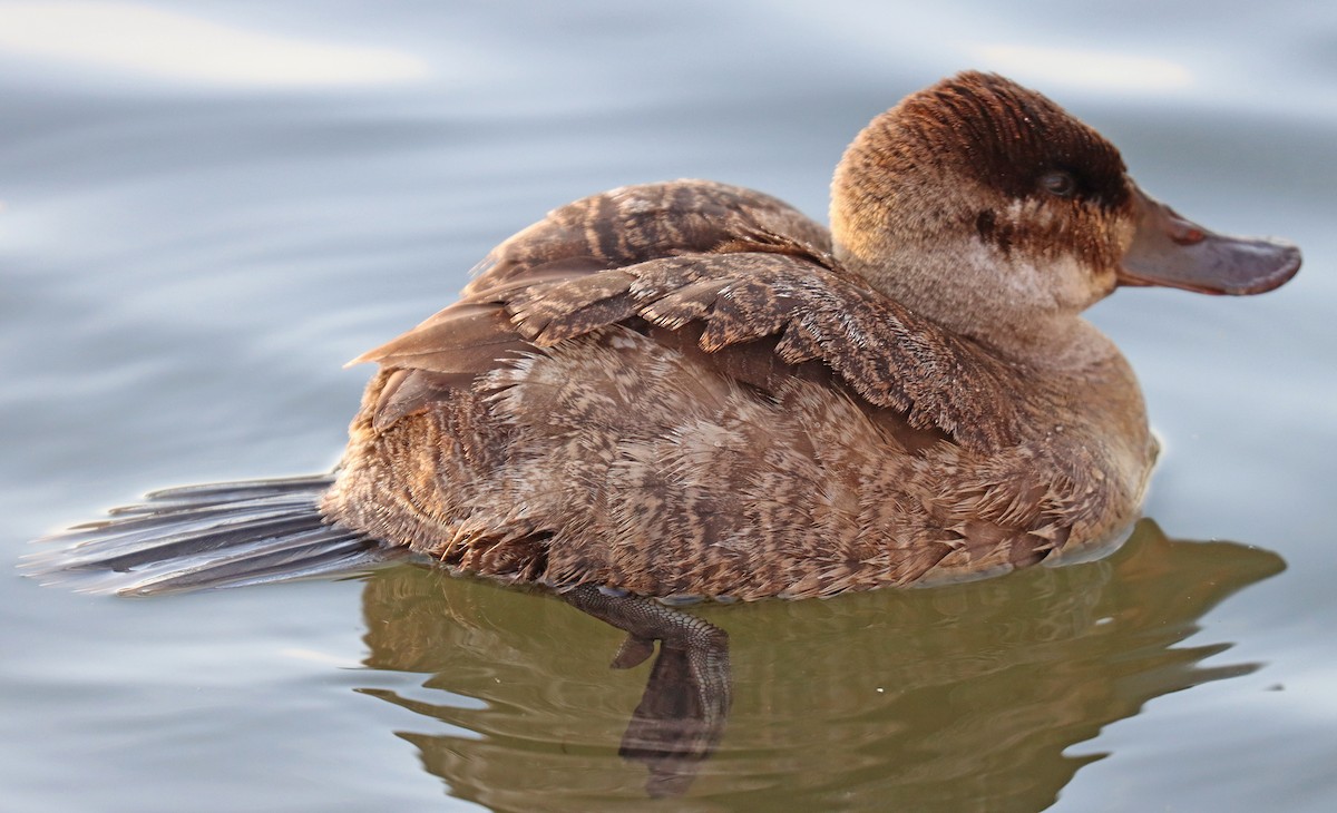 Ruddy Duck - ML405575261
