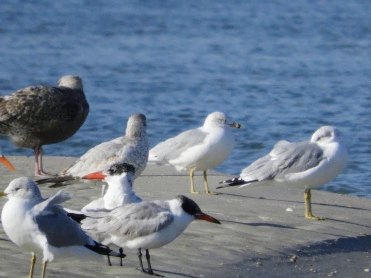 Caspian Tern - patricia kuzma sell