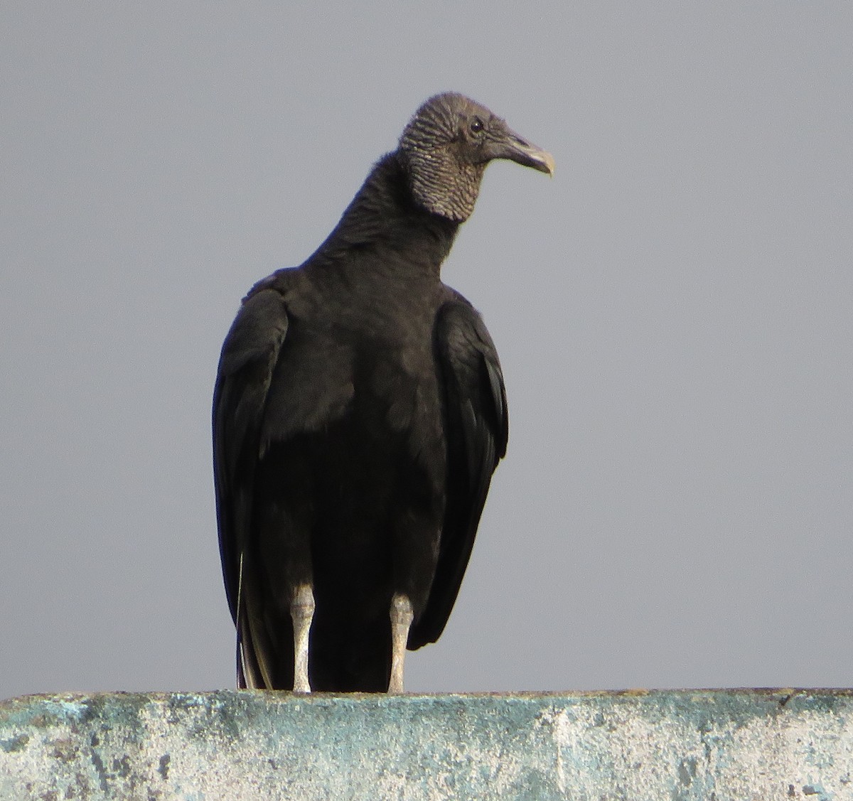 Black Vulture - ML405575701