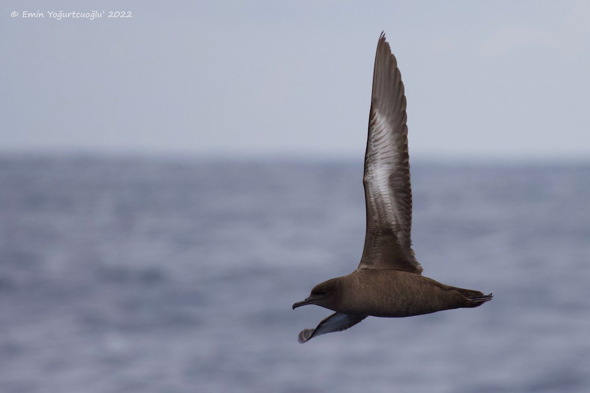 Sooty Shearwater - ML405577201