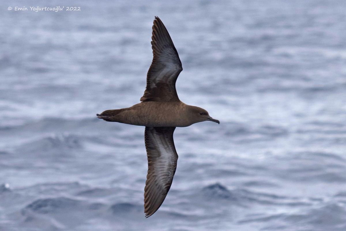 Sooty Shearwater - ML405577481