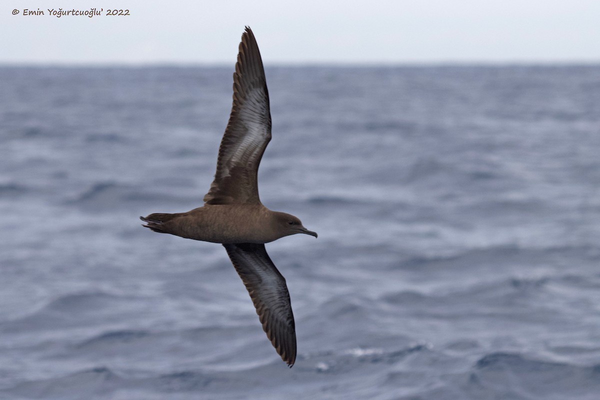 Sooty Shearwater - ML405577511