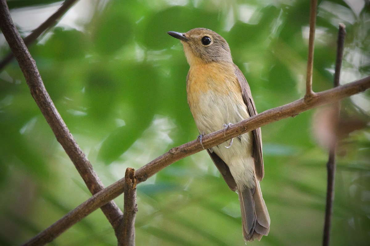 Hainan Blue Flycatcher - Sam Hambly