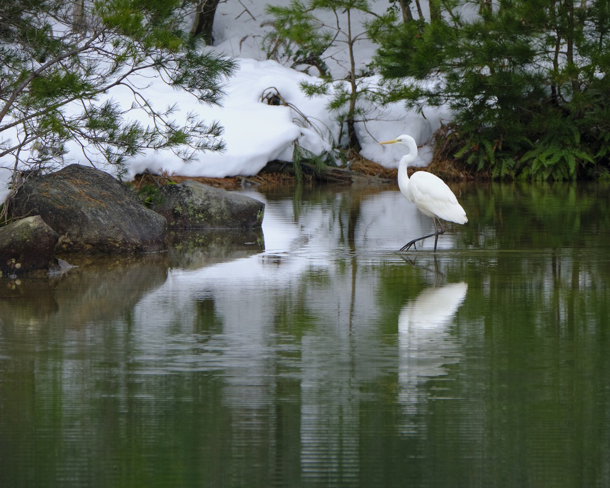 Great Egret - ML405580221