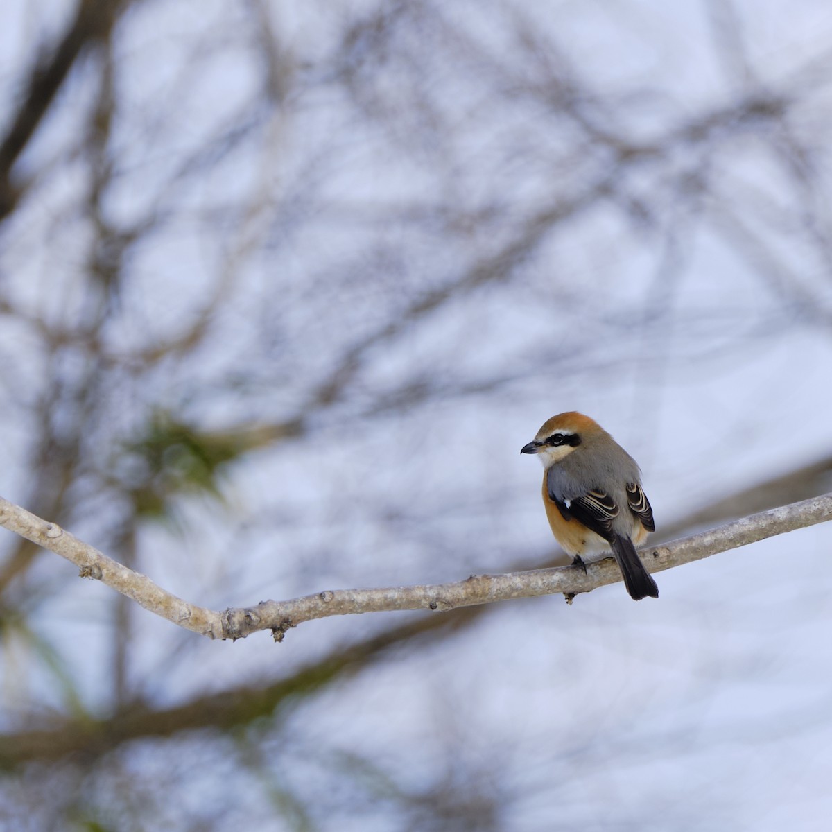 Bull-headed Shrike - ML405580241