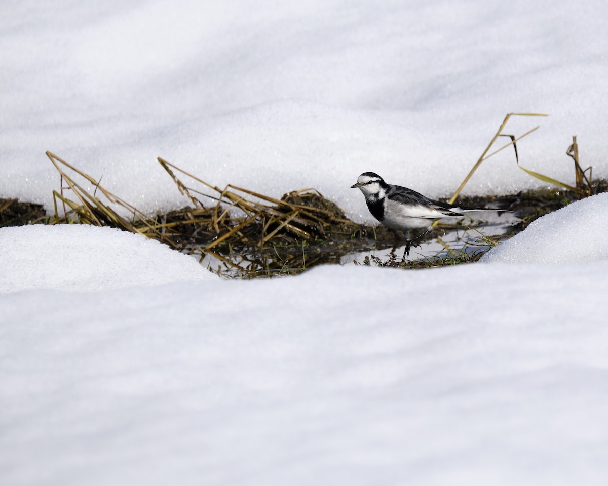 White Wagtail - ML405580281