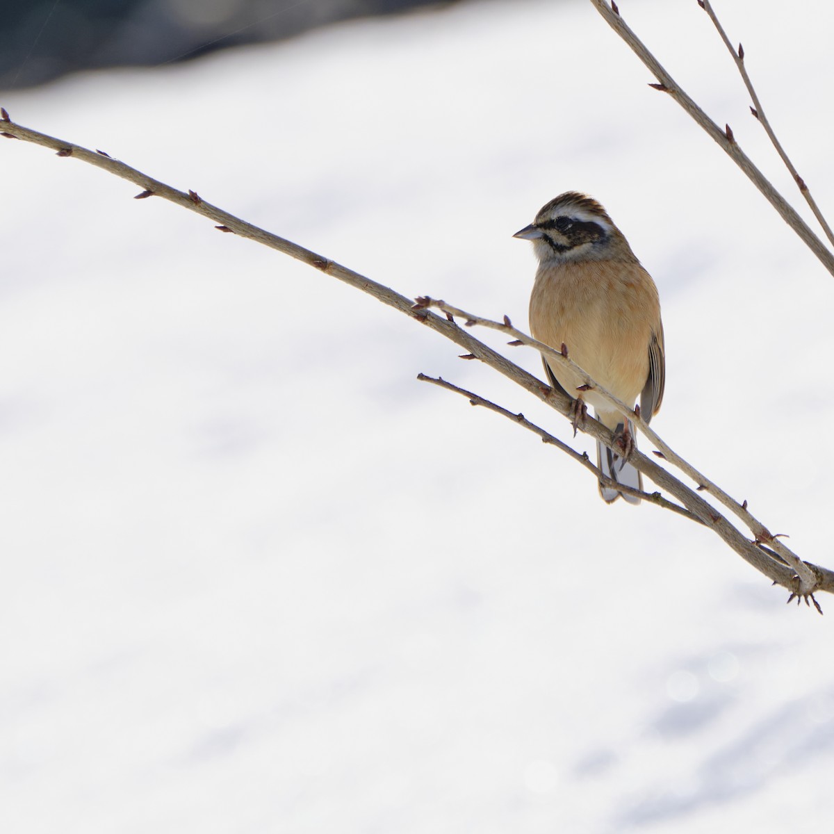 Meadow Bunting - ML405580291
