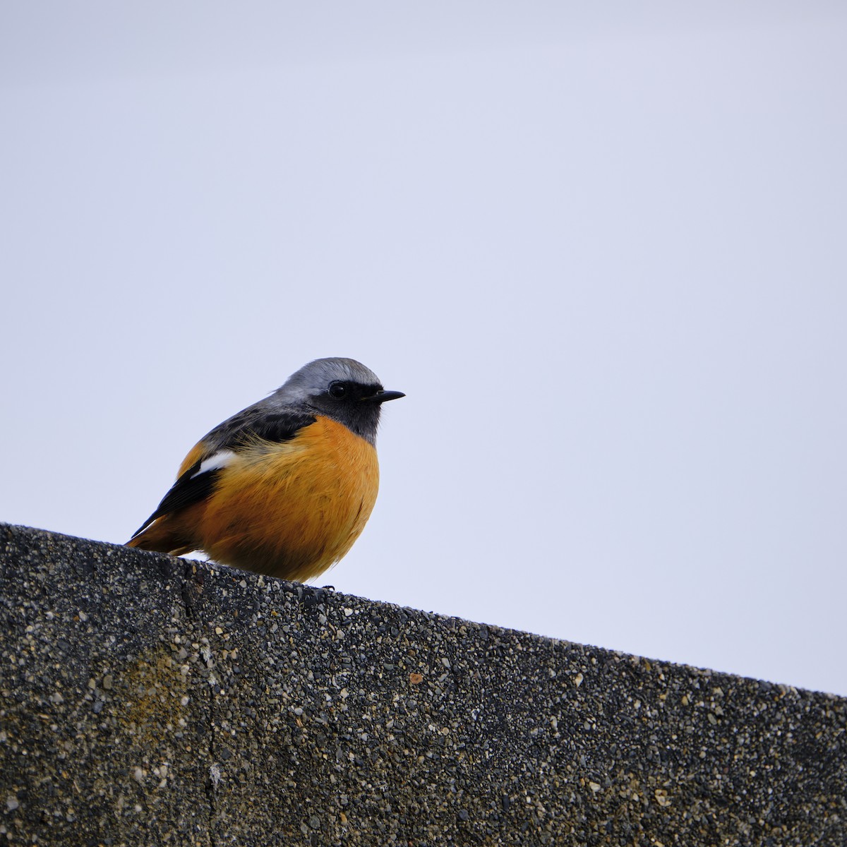 Daurian Redstart - ML405580371