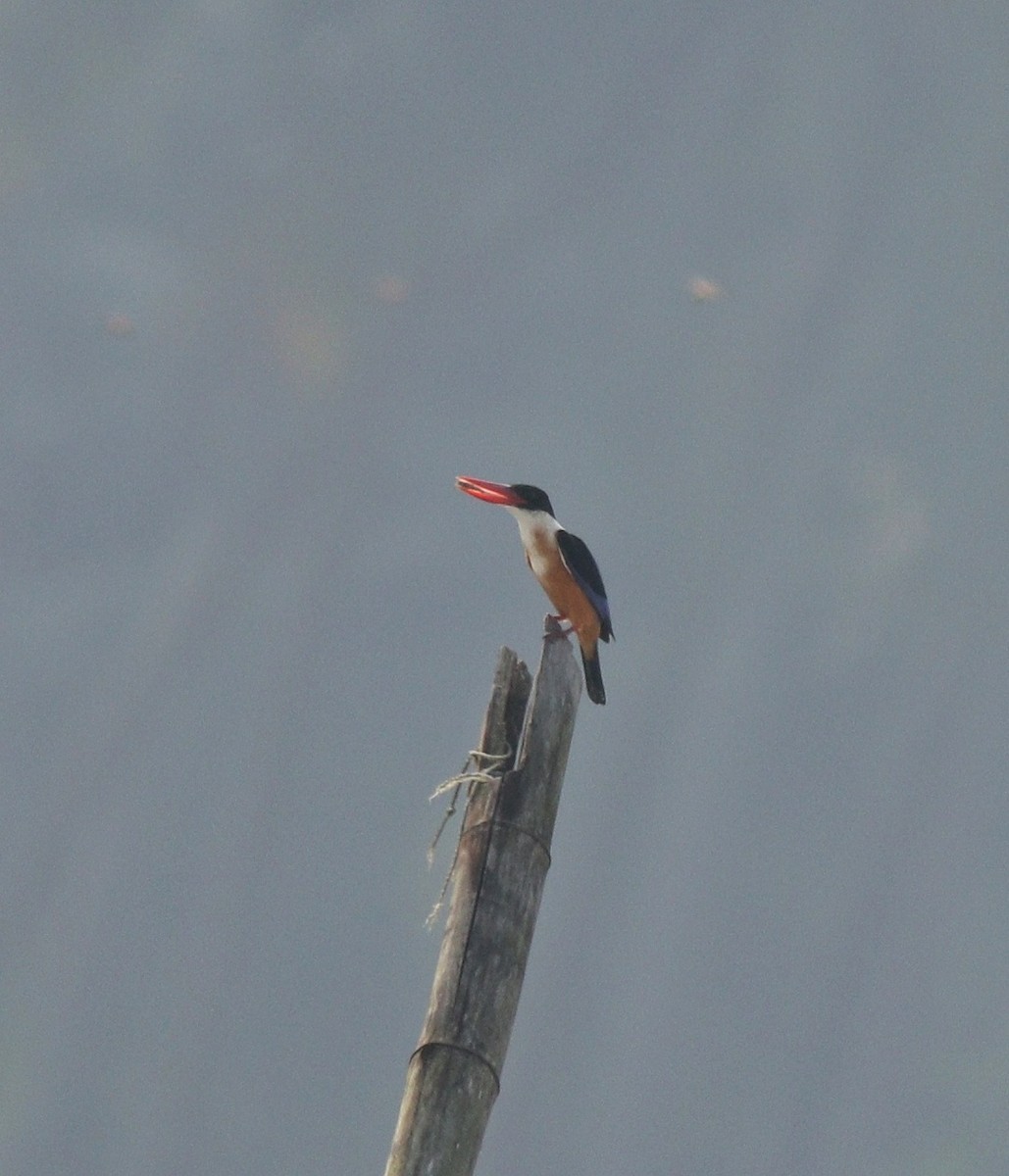 Black-capped Kingfisher - ML405580651