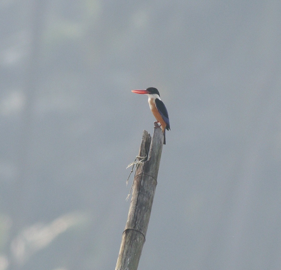 Black-capped Kingfisher - ML405580671