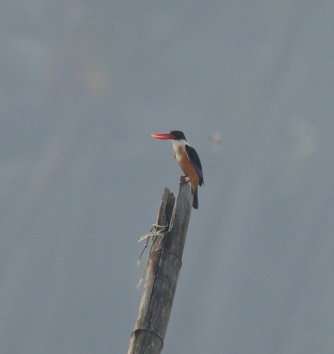 Black-capped Kingfisher - ML405580691