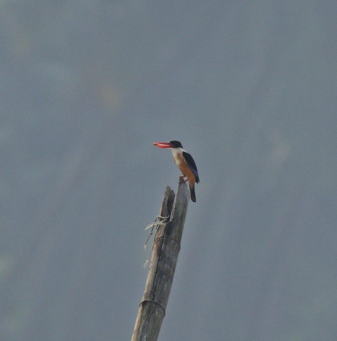 Black-capped Kingfisher - ML405580711
