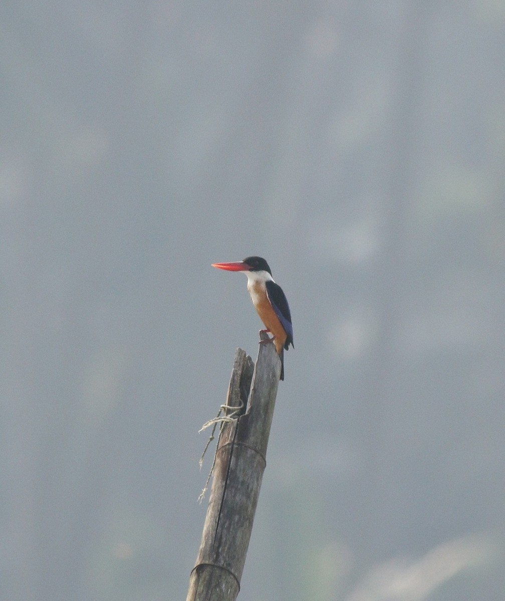 Black-capped Kingfisher - ML405580781