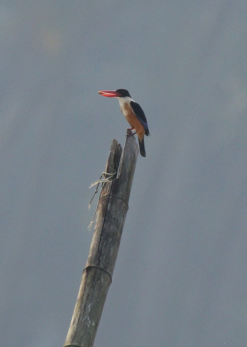 Black-capped Kingfisher - ML405580831