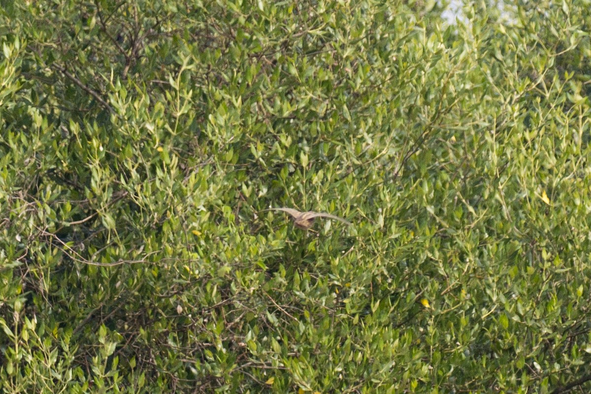 old world quail sp. - ML405581381