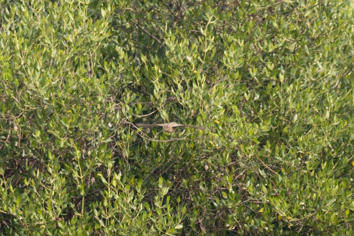 old world quail sp. - Ramesh Shenai