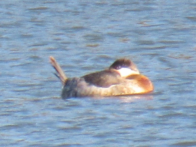 Schwarzkopf-Ruderente - ML40558241