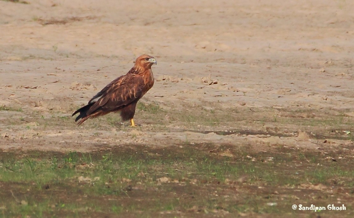 Long-legged Buzzard - ML40558341