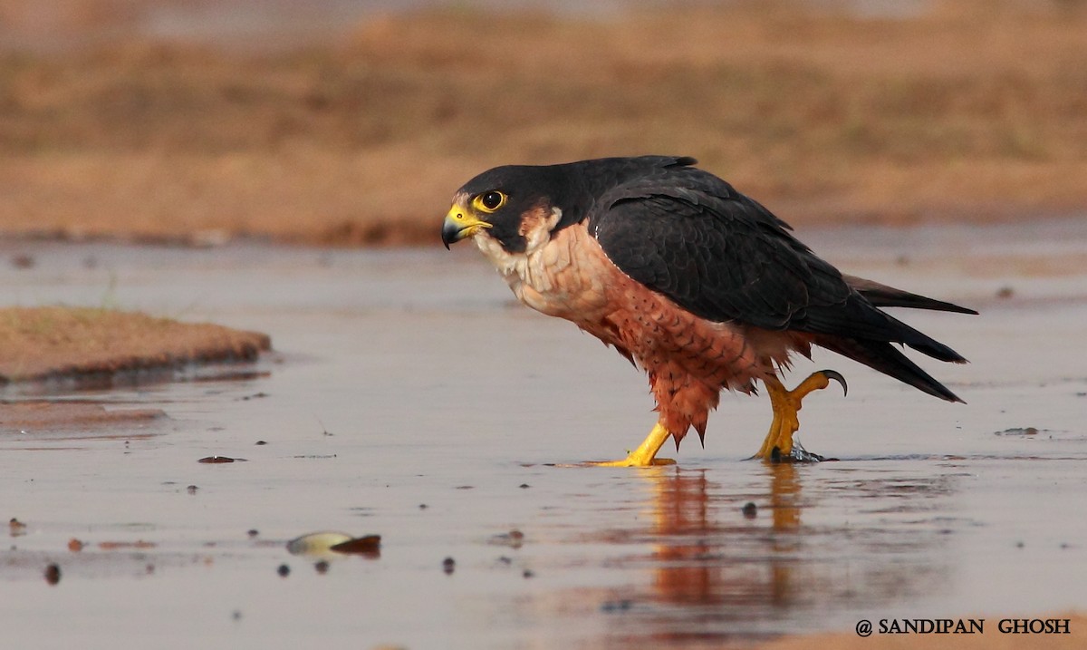 Peregrine Falcon (Shaheen) - SANDIPAN GHOSH