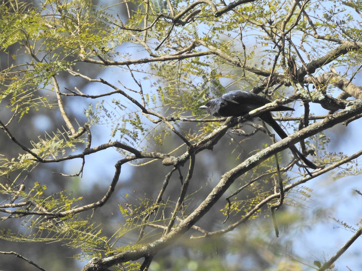 Ashy Drongo - ML405587631