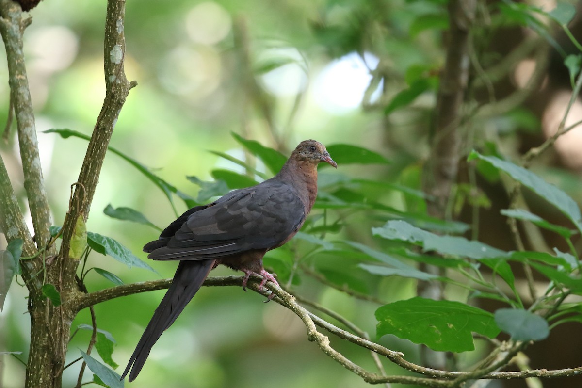 Philippine Cuckoo-Dove - Li-Kai Yen