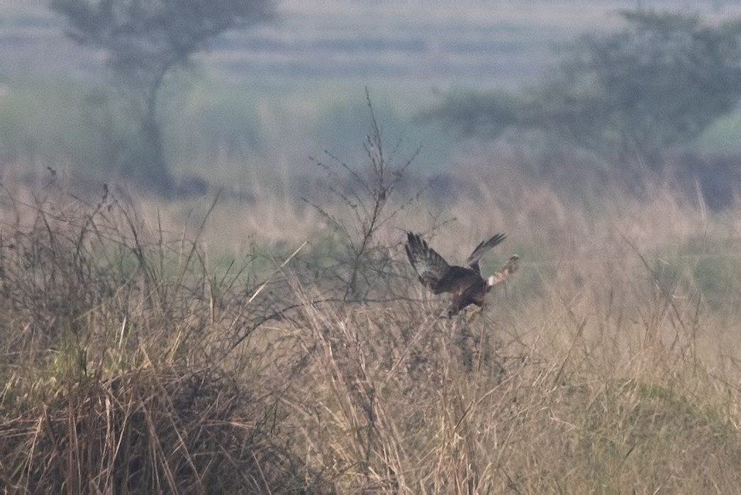 Pied Harrier - ML405591421