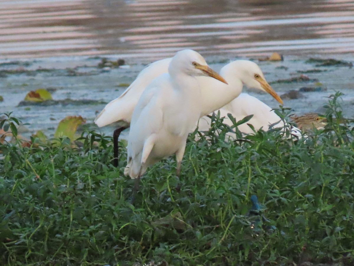 Eastern Cattle-Egret - ML405591521
