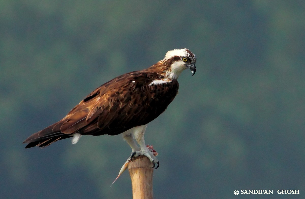 Águila Pescadora - ML40559331