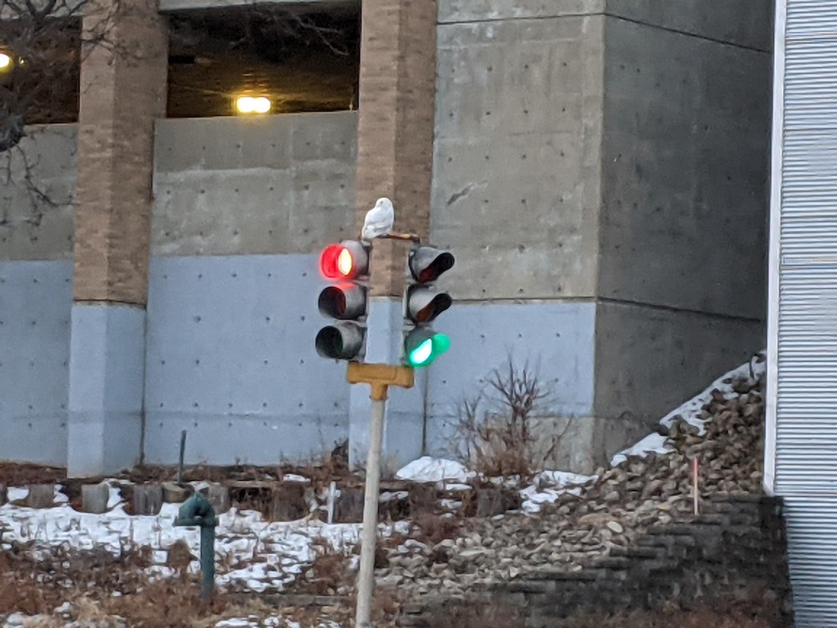 Snowy Owl - ML405593691