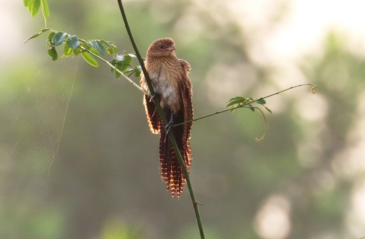Black Coucal - ML405594201