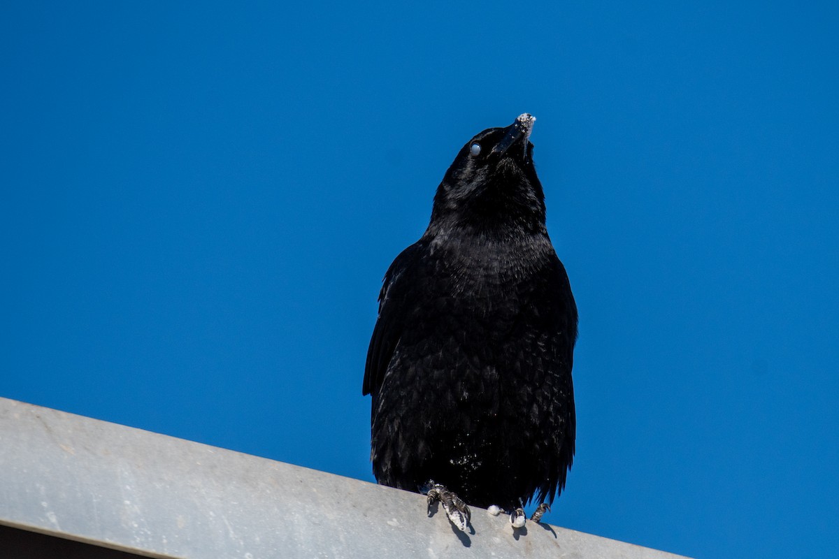 American Crow - M K