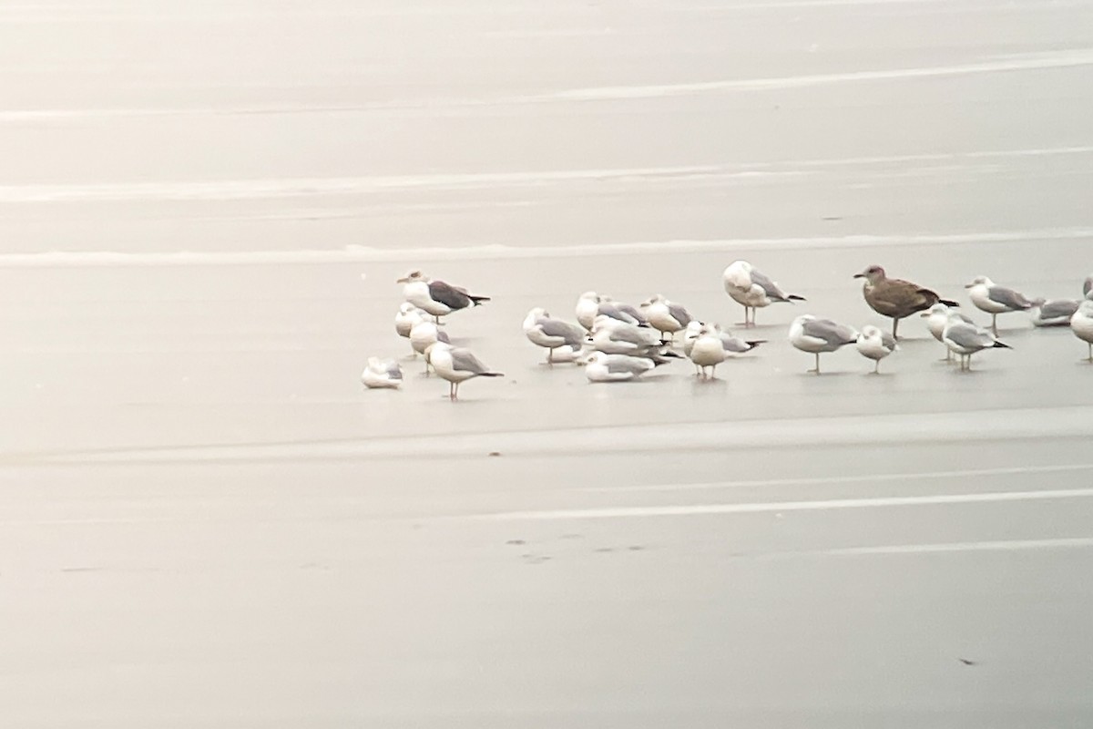 Lesser Black-backed Gull - ML405595061