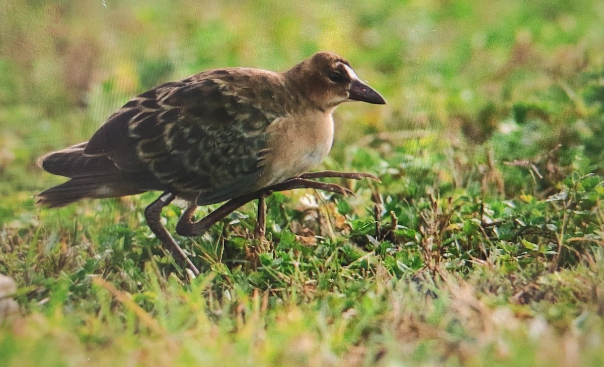 Allen's Gallinule - Rúben Coelho