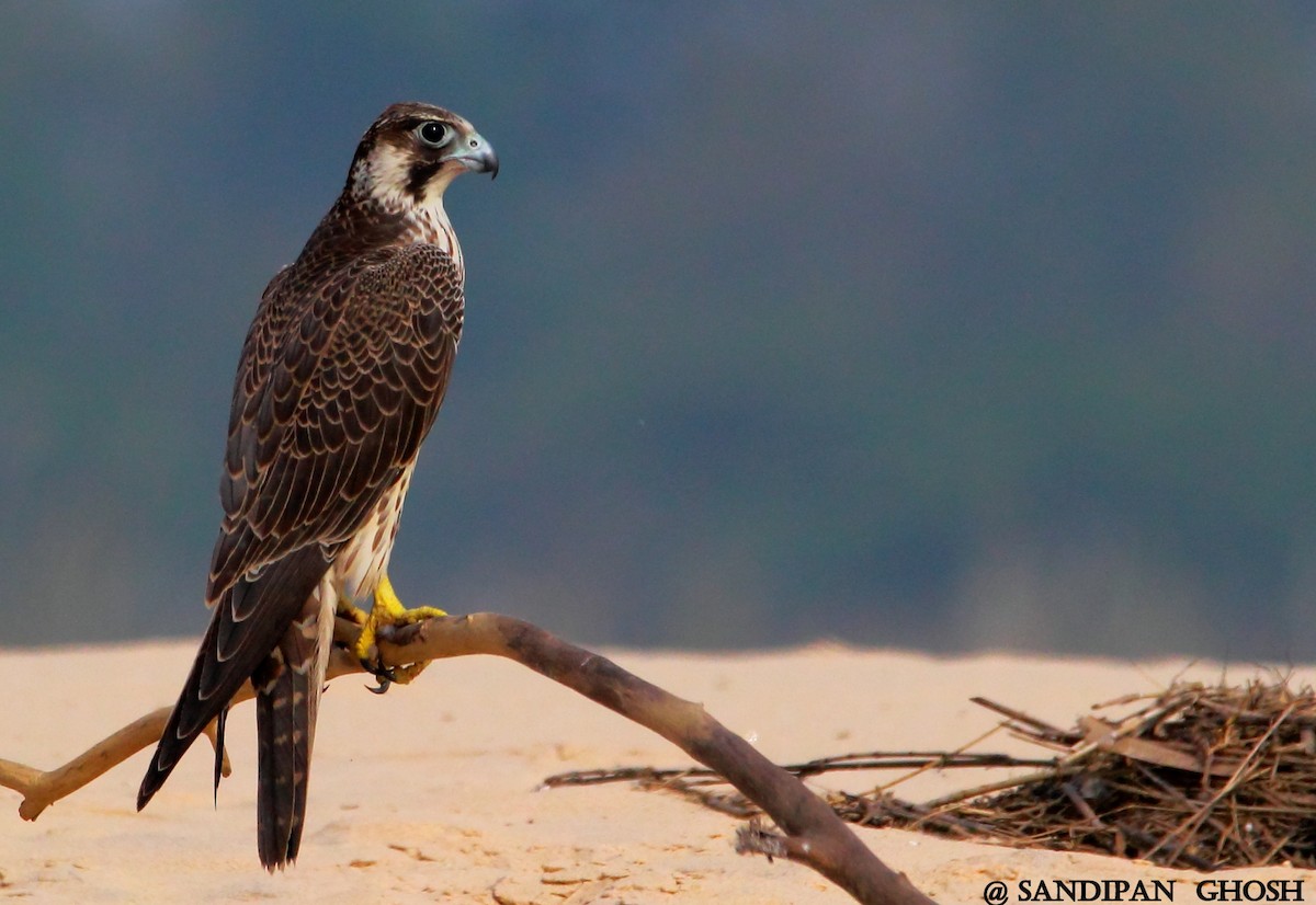 Peregrine Falcon - ML40559561