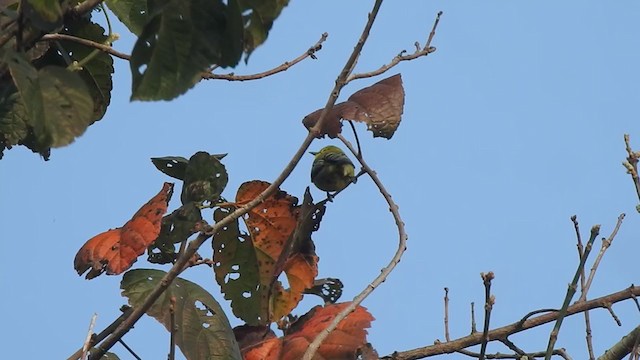 Garteniora - ML405596331