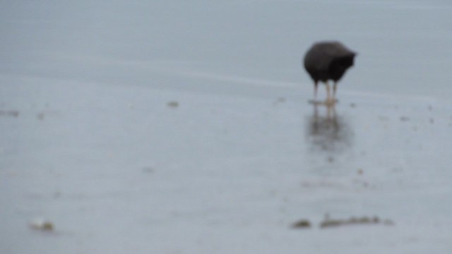 Blackish Oystercatcher - ML405597121