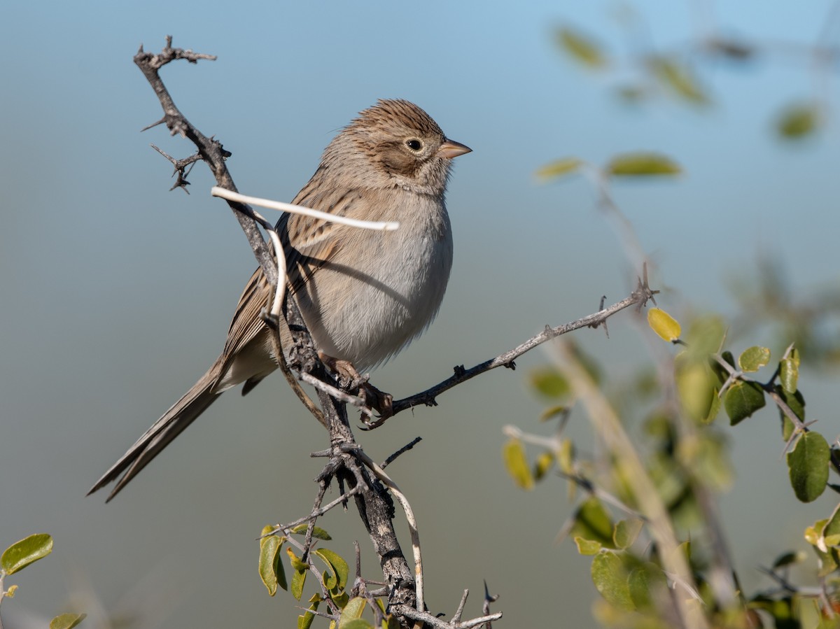 Brewer's Sparrow - William Higgins