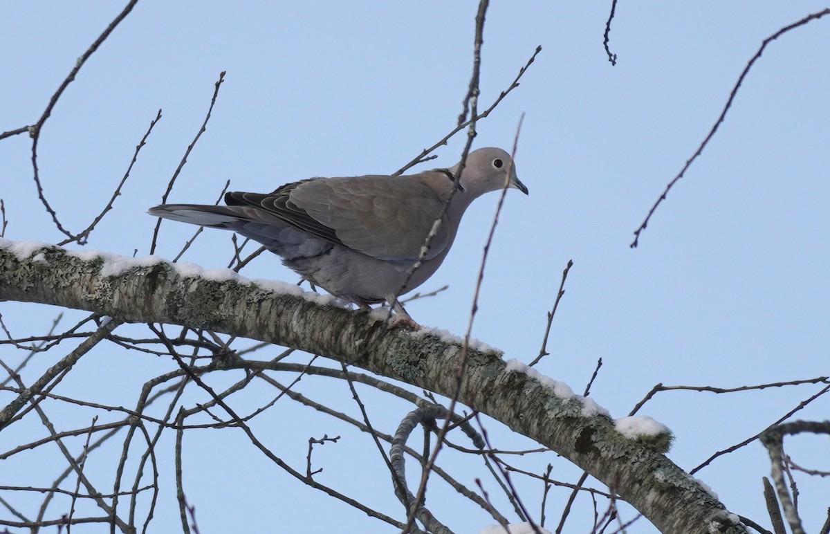 Eurasian Collared-Dove - ML405597551