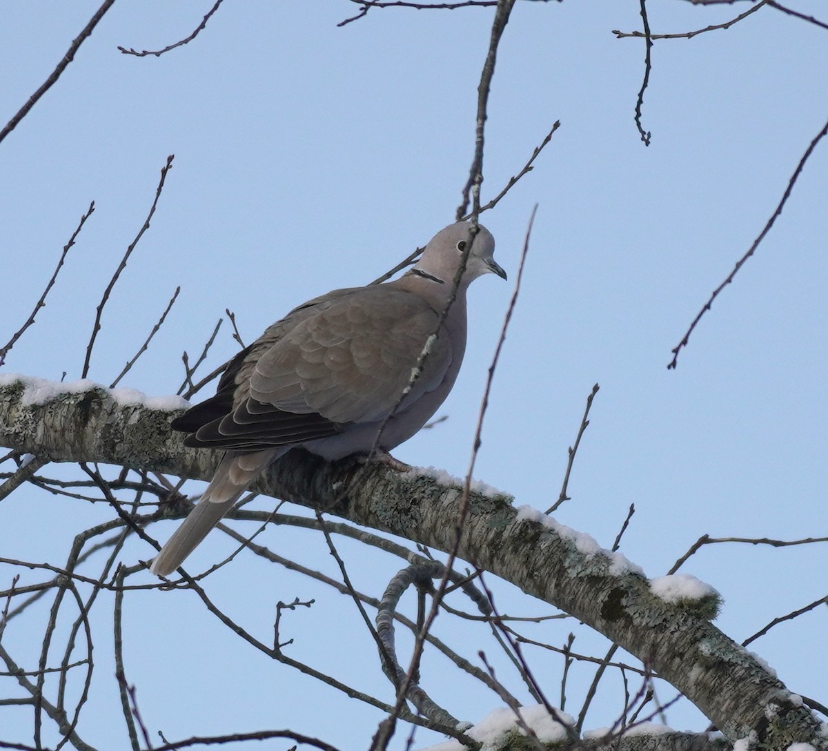Eurasian Collared-Dove - ML405597561