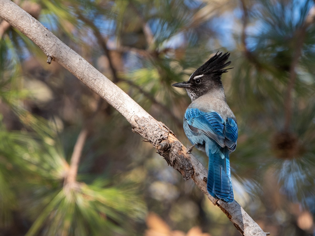 Steller's Jay - ML405598531