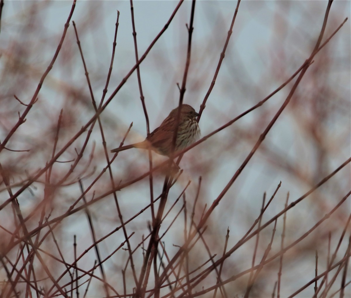 Song Sparrow - ML405598791