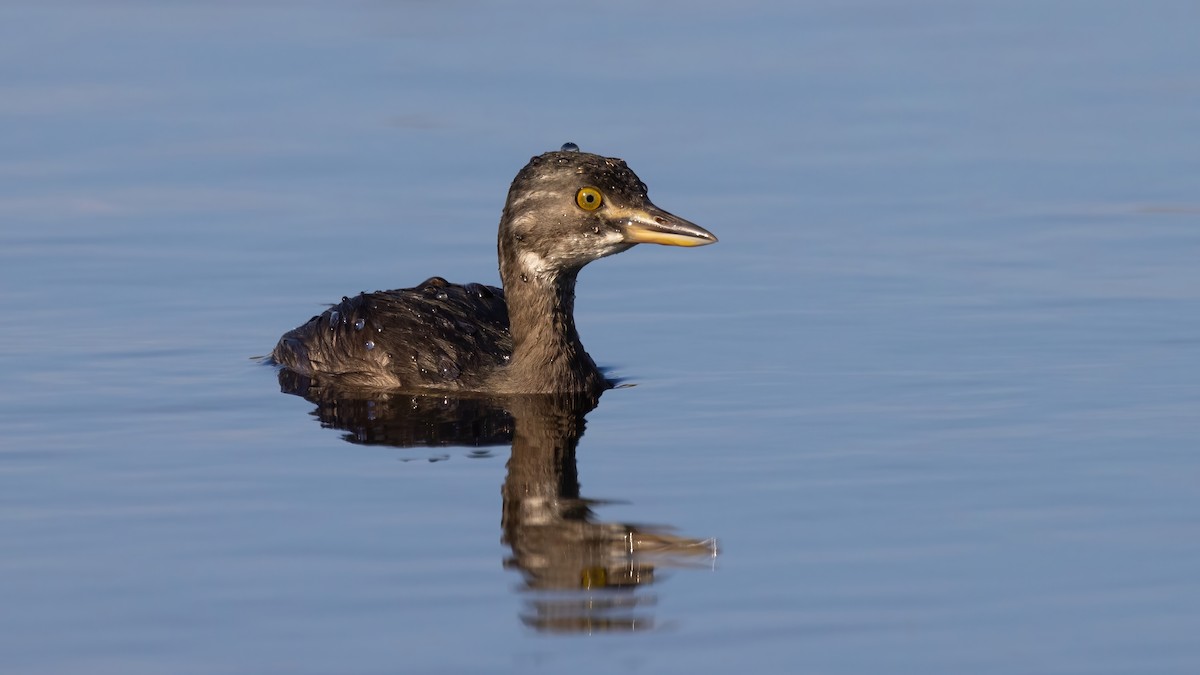 Least Grebe - ML405598881